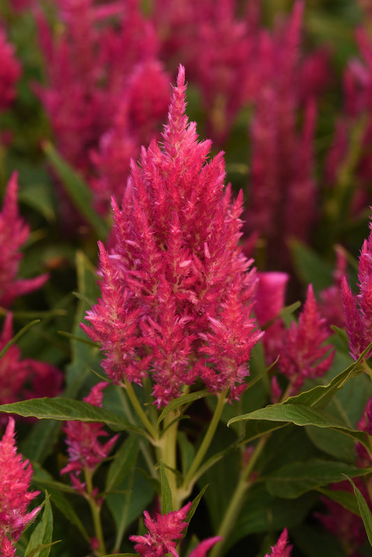 Celosia Seeds Celosia Sunday™ Bright Pink Pelleted Seeds Cut Flower