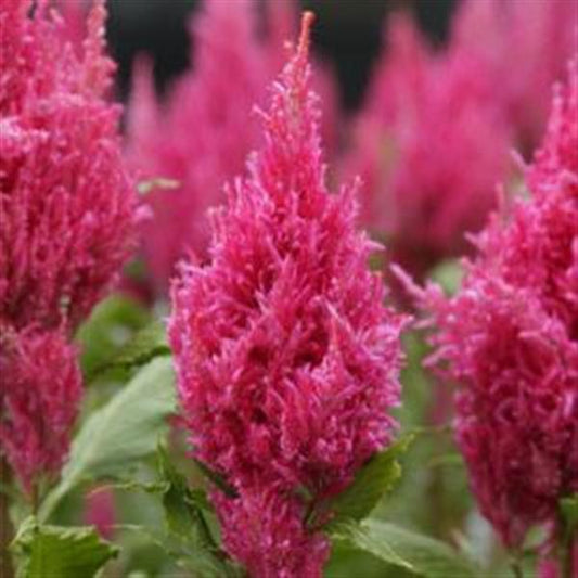 Celosia Seeds Celosia Sunday™ Dark Pink Pelleted Seeds Cut Flower