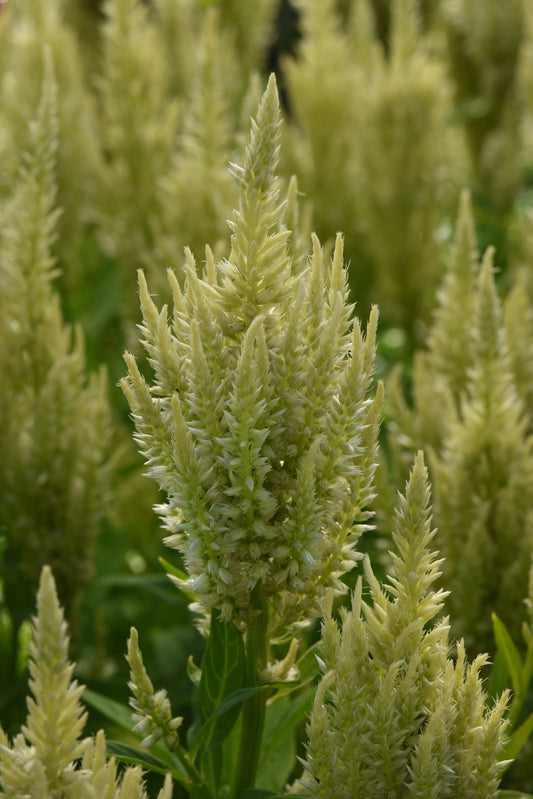 Celosia Seeds Celosia Sunday™ Green Pelleted Seeds Cut Flower