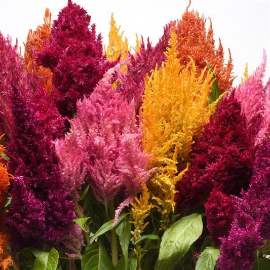 Celosia Seeds Celosia Sunday™ Mix Pelleted Seeds Cut Flower