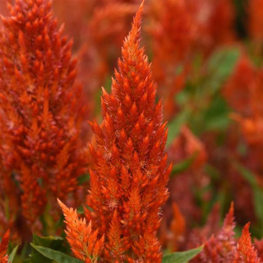 Celosia Seeds Celosia Sunday™ Orange Pelleted Seeds Cut Flower