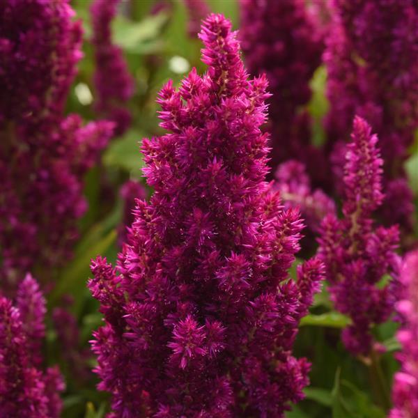 Celosia Seeds Celosia Sunday™ Purple Pelleted Seeds Cut Flower