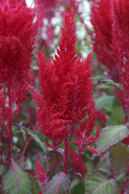 Celosia Seeds Celosia Sunday™ Red Pelleted Seeds Cut Flower