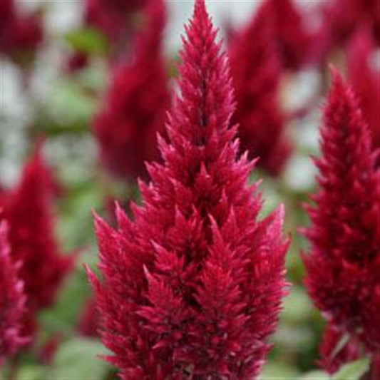 Celosia Seeds Celosia Sunday™ Wine Red Pelleted Seeds Cut Flower