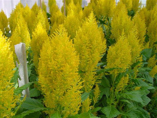 Celosia Seeds Celosia Sunday™ Yellow Pelleted Seeds Cut Flower