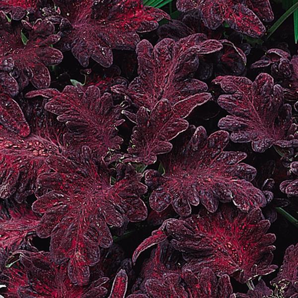 Coleus Seeds Coleus Black Dragon Pelleted Seeds