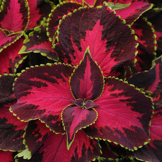 Coleus Seeds Coleus Premium Sun Chocolate Covered Cherry Pelleted Seeds