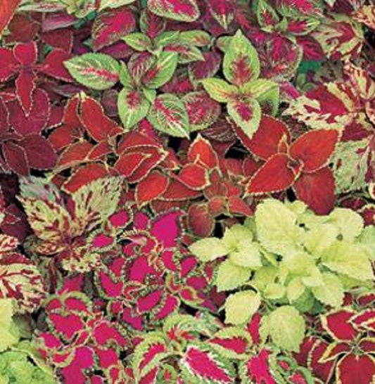 Coleus Seeds Coleus Fairway Mix Pelleted Seeds