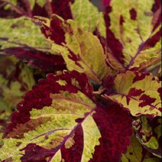 Coleus Seeds Coleus Fairway Mosaic Pelleted Seeds