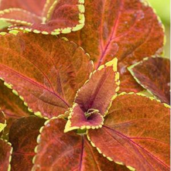 Coleus Seeds Coleus Fairway Orange Pelleted Seeds