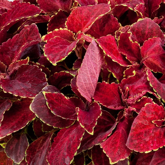 Coleus Seeds Coleus Fairway Red Velvet Pelleted Seeds