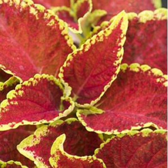 Coleus Seeds Coleus Fairway Ruby Pelleted Seeds