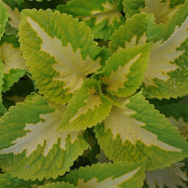 Coleus Seeds Coleus Kong Jr.™ Green Halo Pelleted Seeds