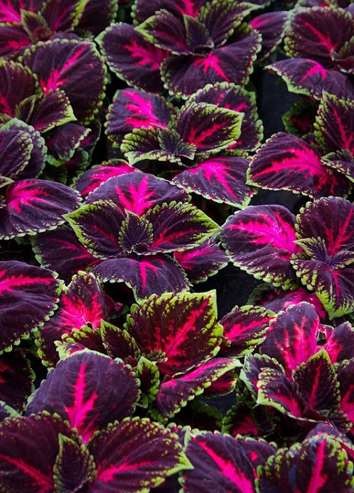 Coleus Seeds Coleus Kong® Red Pelleted Seeds