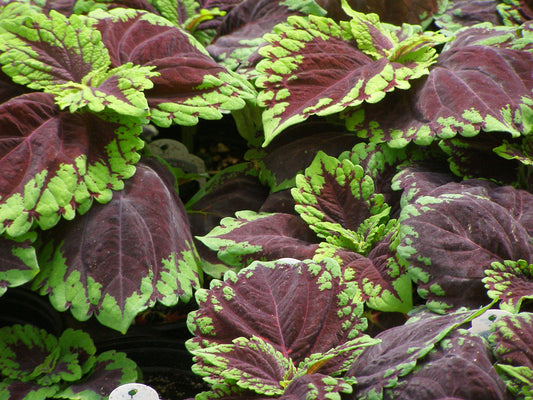 Coleus Seeds Coleus Kong® Scarlet  Pelleted Seeds