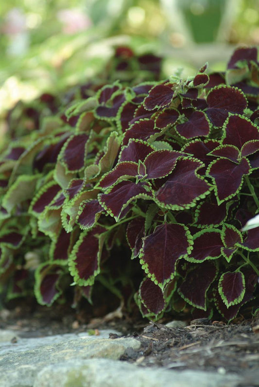 Coleus Seeds Coleus Premium Sun Chocolate Mint Pelleted Seeds