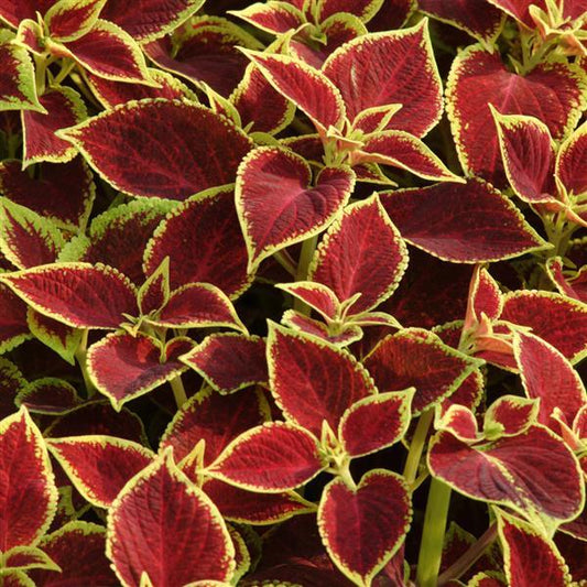 Coleus Seeds Coleus Premium Sun Crimson Gold Pelleted Seeds