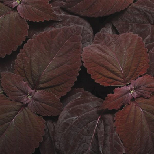 Coleus Seeds Coleus Premium Sun Dark Chocolate Pelleted Seeds