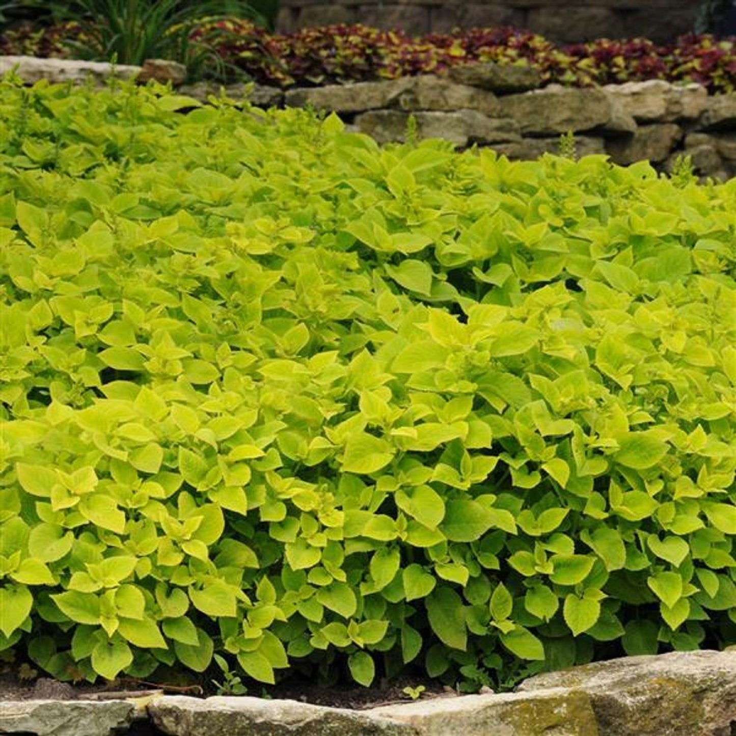 Coleus Seeds Coleus Premium Sun Lime Delight Pelleted Seeds