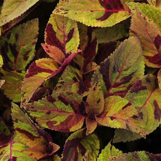 Coleus Seeds Coleus Premium Sun Mighty Mosaic Pelleted Seeds