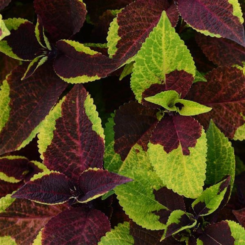 Coleus Seeds Coleus Premium Sun Pineapple Surprise Pelleted Seeds