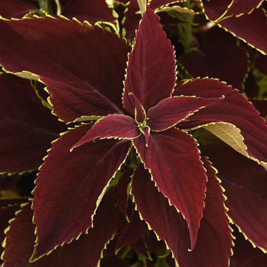 Coleus Seeds Coleus Premium Sun Ruby Heart Pelleted Seeds