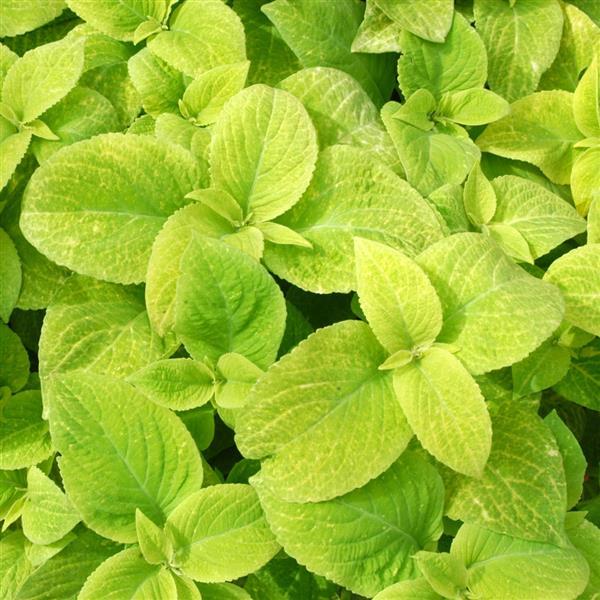 Coleus Seeds Coleus Wizard® Golden Pelleted Seeds