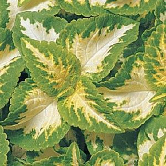 Coleus Seeds Coleus Wizard® Jade Pelleted Seeds