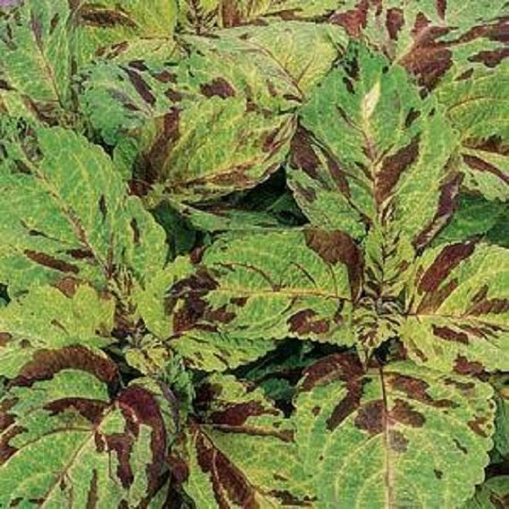 Coleus Seeds Coleus Wizard® Mosaic Pelleted Seeds