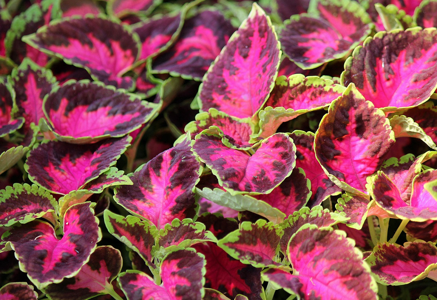 Coleus Seeds Coleus Wizard® Rose Pelleted Seeds