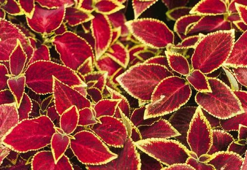 Coleus Seeds Coleus Wizard® Scarlet Pelleted Seeds