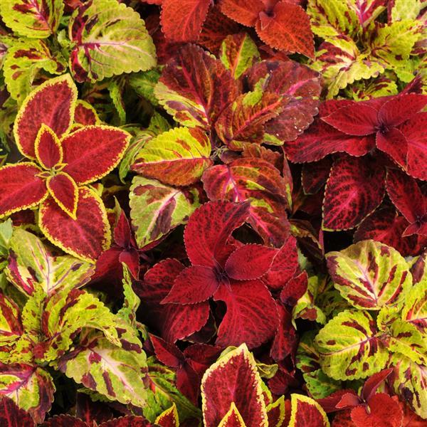 Coleus Seeds Coleus Wizard® Select Mix Pelleted Seeds