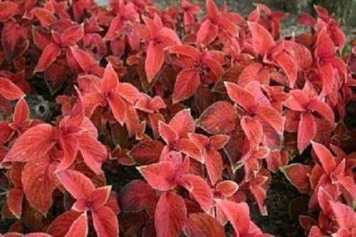 Coleus Seeds Coleus Wizard® Sunset Pelleted Seeds