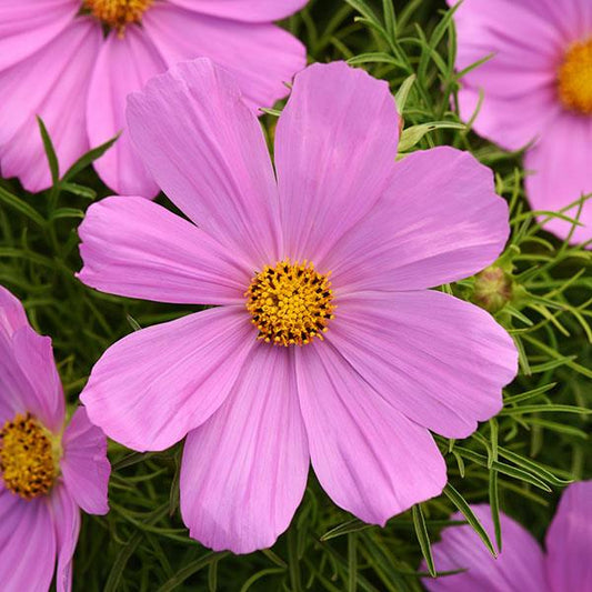 1,000 Cosmos Seeds Sonata ™ Pink Cut Flower