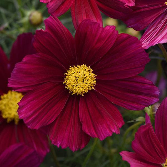 1,000 Cosmos Seeds Sonata ™ Purple Shades Cut Flower