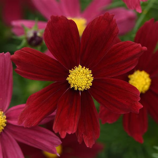 1,000 Cosmos Seeds Sonata ™ Red Shades Cut Flower