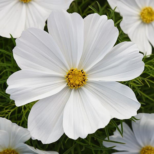 1,000 Cosmos Seeds Sonata ™ White Cut Flower