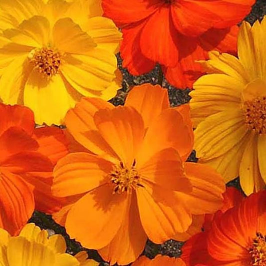 Cosmos Seeds Bright Lights Mix Cut Flower Seeds