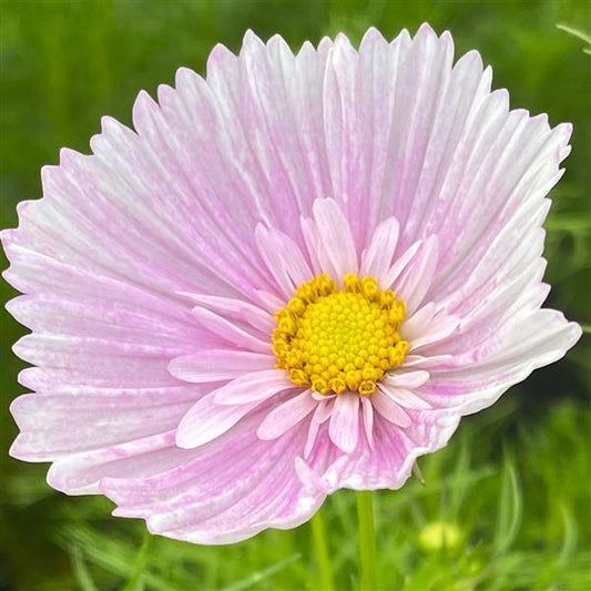 1,000 Cosmos Seeds Cupcakes Blush Cut Flower Seeds