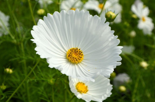 1,000 Cosmos Seeds Cupcakes White Cut Flower Seeds