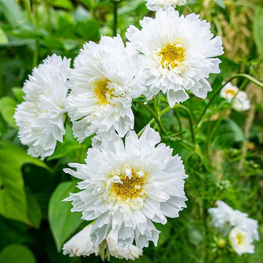 Cosmos Seeds Double Click Snow Puff Cut Flower 1,000 Seeds