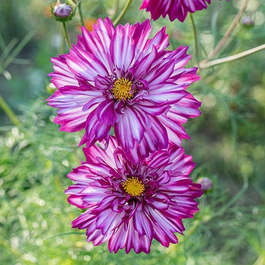 Cosmos Seeds Double Click Violet Bicolor Cut Flower 1,000 Seeds