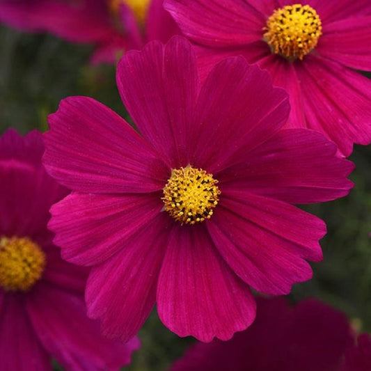 1,000 Cosmos Seeds Sonata ™ Carmine Cut Flower