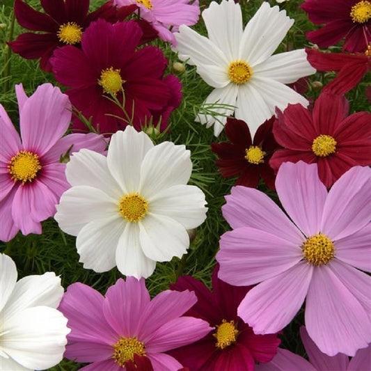 1,000 Cosmos Seeds Sonata ™ Complete Mix Cut Flower