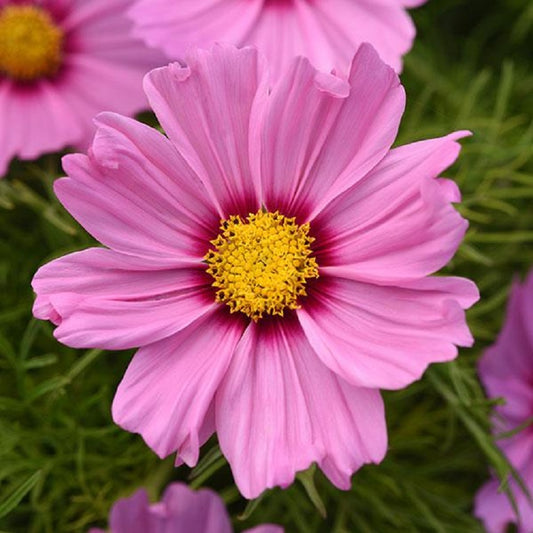 1,000 Cosmos Seeds Sonata ™ Pink Blush Cut Flower