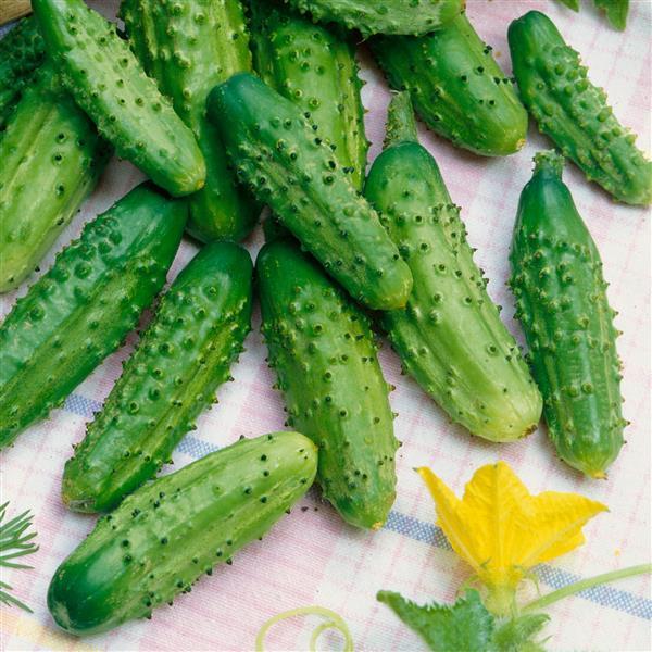 Cucumber Seeds Parisian Gherkin Pickling Cucumber