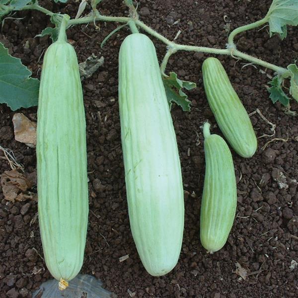 Cucumber Seeds Cucumber Armenian Vegetable Seeds