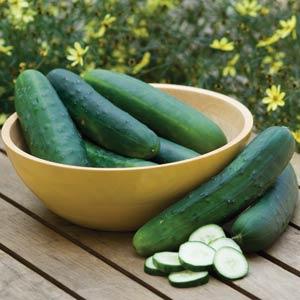 Cucumber Seeds Cucumber Burpee Hybrid II Vegetable Seeds