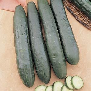 Cucumber Seeds Cucumber Burpless Supreme Vegetable Seeds