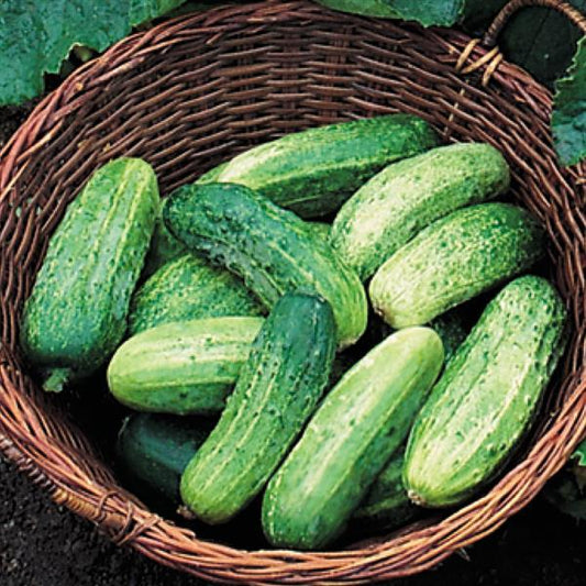 Cucumber Seeds Cucumber Bush Pickle Vegetable Seeds